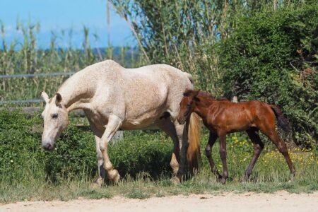 Gliriosa  PRE con Valyrio2