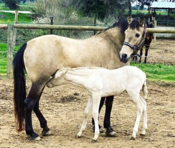 Pedrita y Aria