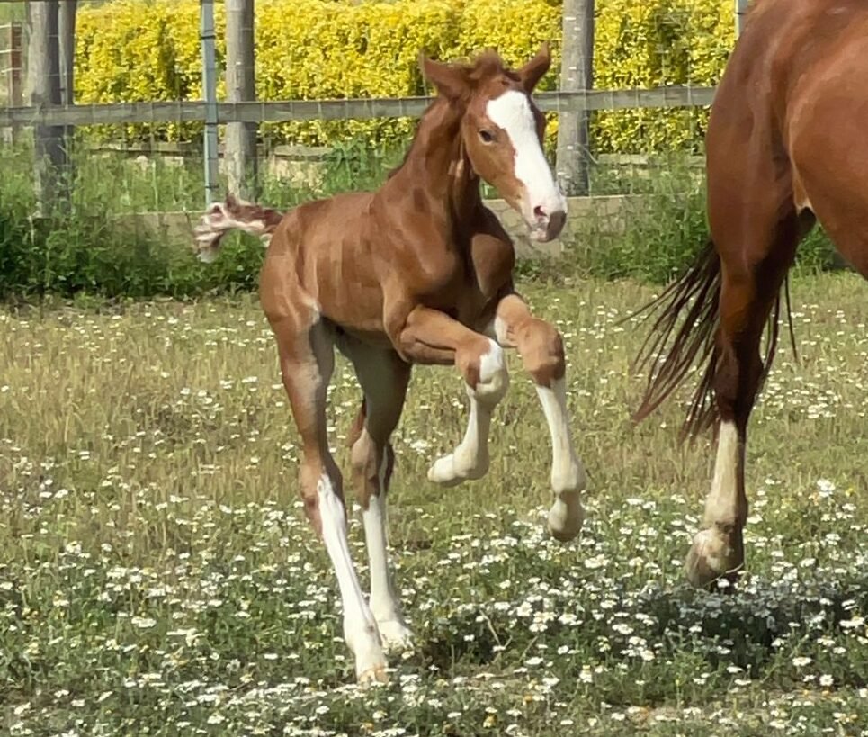 Sasha, hija de Rhanya